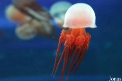 Dream Aquarium Shenzhen