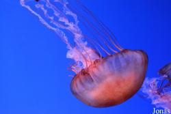 Dream Aquarium Shenzhen