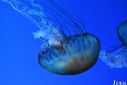 Dream Aquarium Shenzhen