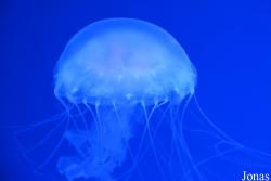 Dream Aquarium Shenzhen