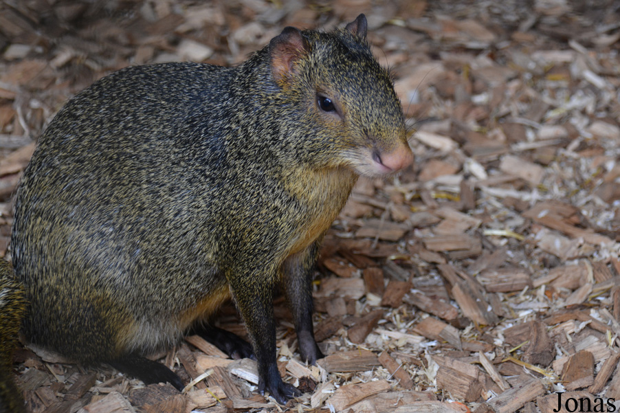 Tierpark Donnersberg