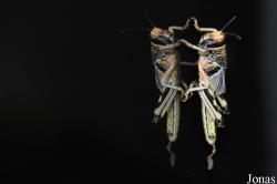Acrididae