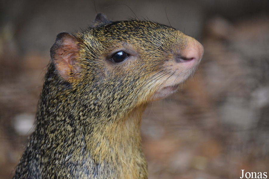 Tierpark Donnersberg