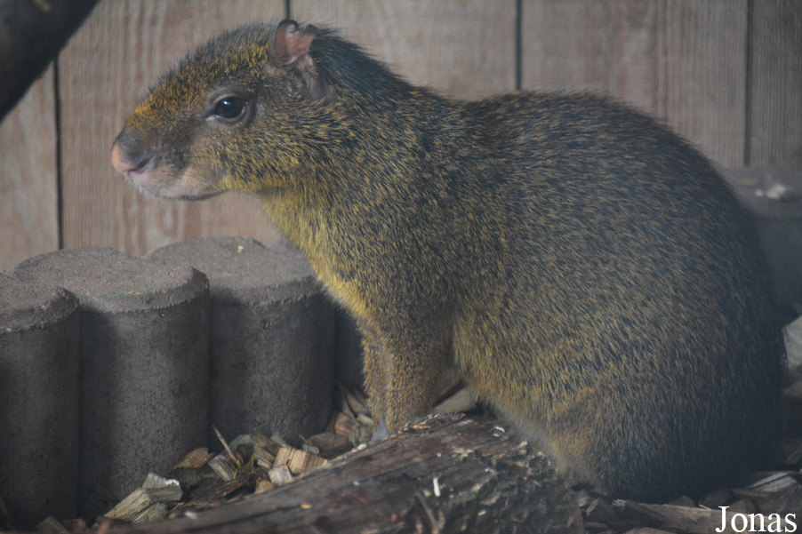 Tierpark Donnersberg