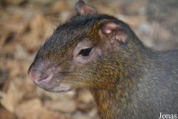 Dasyprocta sp.