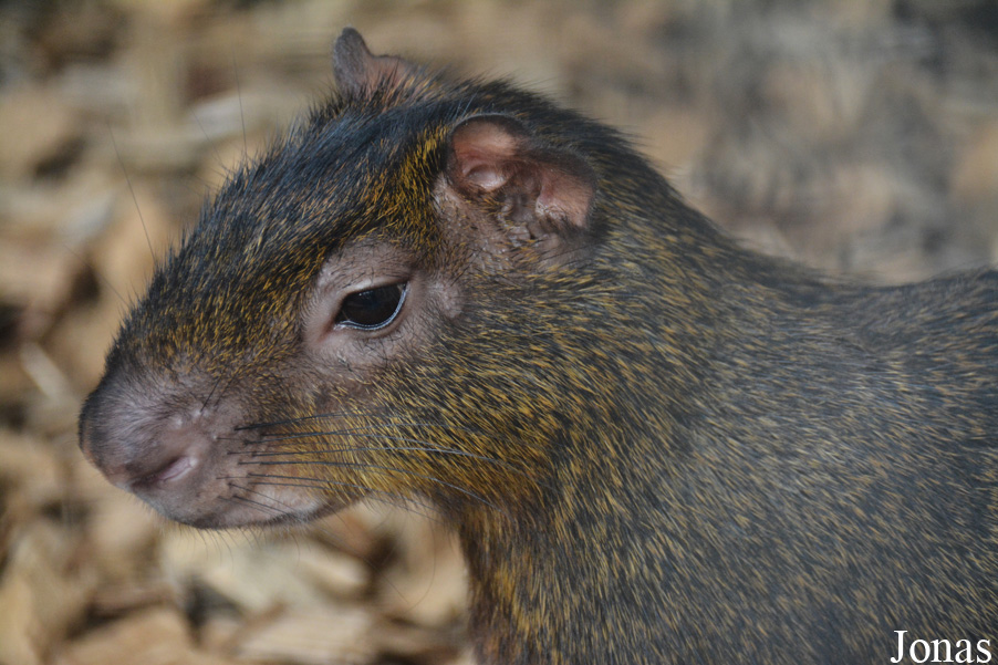 Tierpark Donnersberg