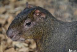 Tierpark Donnersberg