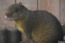 Tierpark Donnersberg