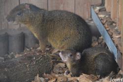 Tierpark Donnersberg