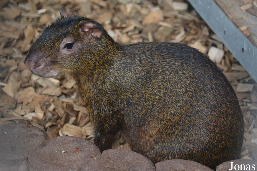 Tierpark Donnersberg
