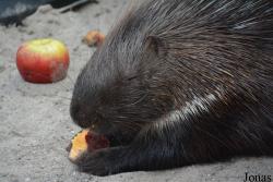 Tierpark Donnersberg