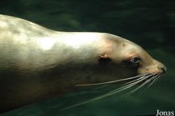 Otariidae