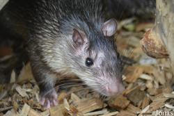 Tierpark Donnersberg