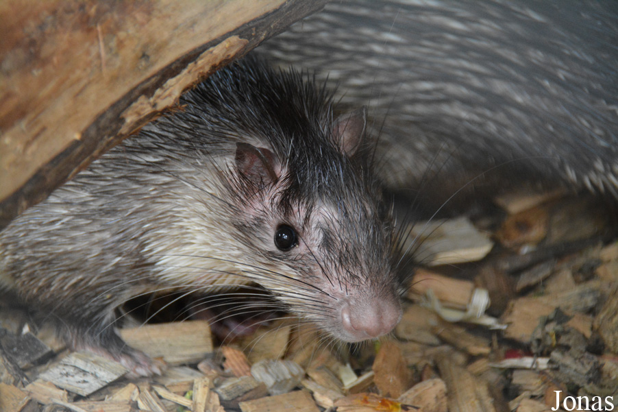 Tierpark Donnersberg