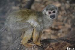 Tierpark Donnersberg