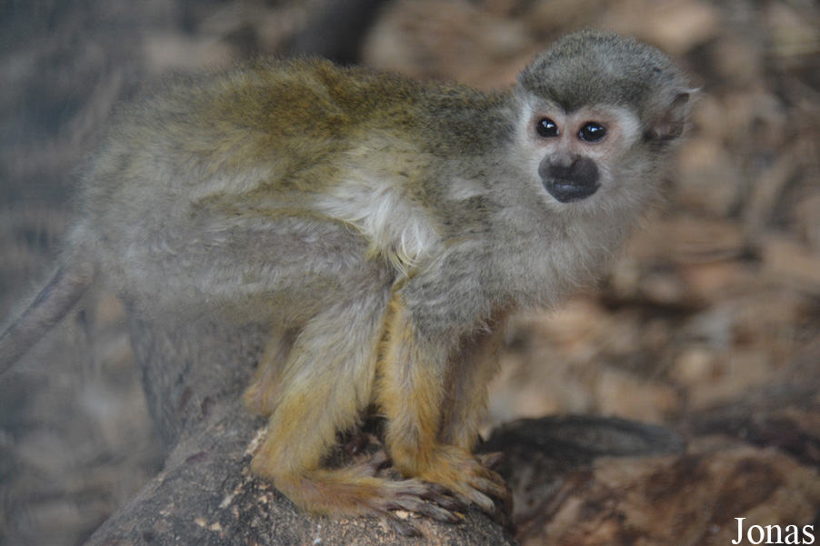 Tierpark Donnersberg