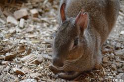 Tierpark Donnersberg