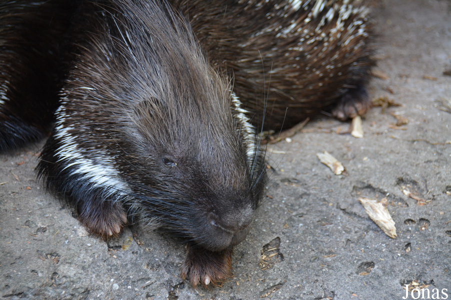 Zoo Kaiserslautern