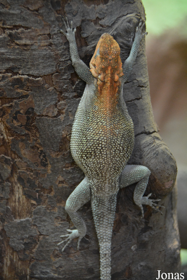 Zoo Kaiserslautern