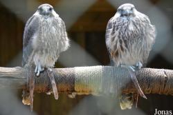 Zoo Kaiserslautern