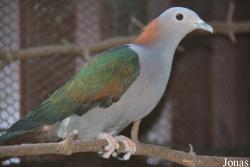 Vogelpark beim Gasthaus Zur Linde