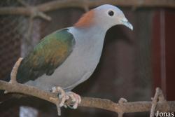 Vogelpark beim Gasthaus Zur Linde