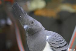 Vogelpark beim Gasthaus Zur Linde