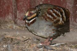 Vogelpark beim Gasthaus Zur Linde