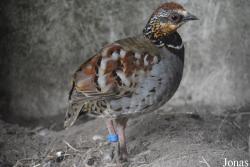 Vogelpark beim Gasthaus Zur Linde