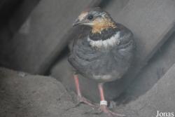 Vogelpark beim Gasthaus Zur Linde