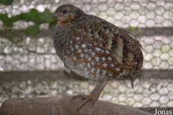 Vogelpark beim Gasthaus Zur Linde