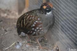 Vogelpark beim Gasthaus Zur Linde