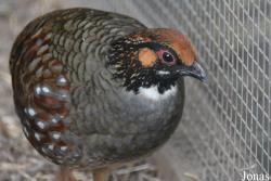 Vogelpark beim Gasthaus Zur Linde