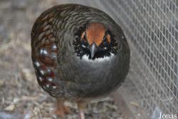 Vogelpark beim Gasthaus Zur Linde