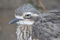 Burhinus grallarius