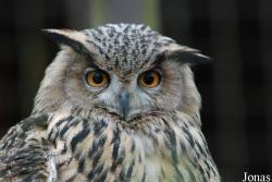 Bubo bubo bubo