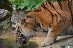 Arche Noah Zoo Braunschweig