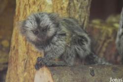 Arche Noah Zoo Braunschweig