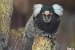 Arche Noah Zoo Braunschweig