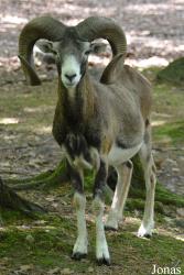 Tierpark Hexentanzplatz