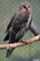 Tierpark Hexentanzplatz