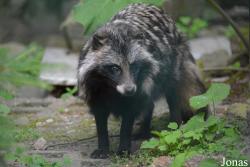 Tierpark Hexentanzplatz
