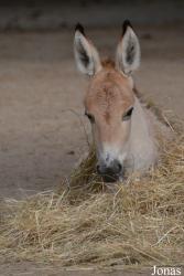 Zoologischer Garten Magdeburg