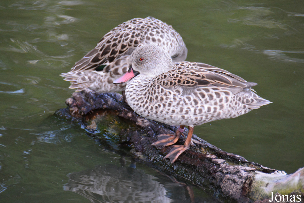 Zoologischer Garten Magdeburg