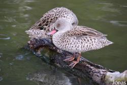 Zoologischer Garten Magdeburg