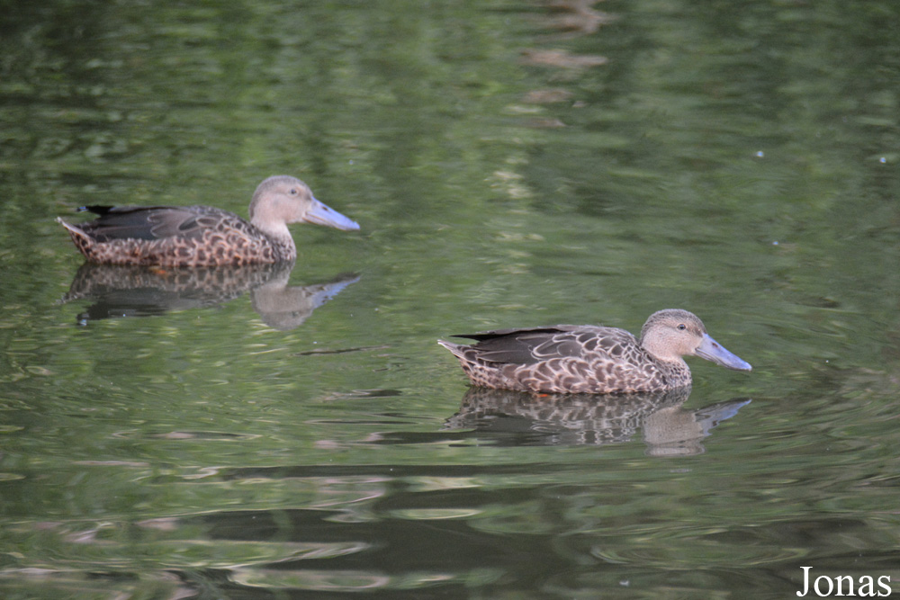 Zoologischer Garten Magdeburg