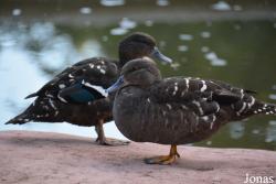 Zoologischer Garten Magdeburg