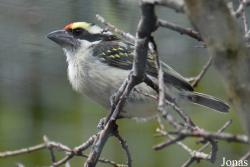 Tricholaema diademata