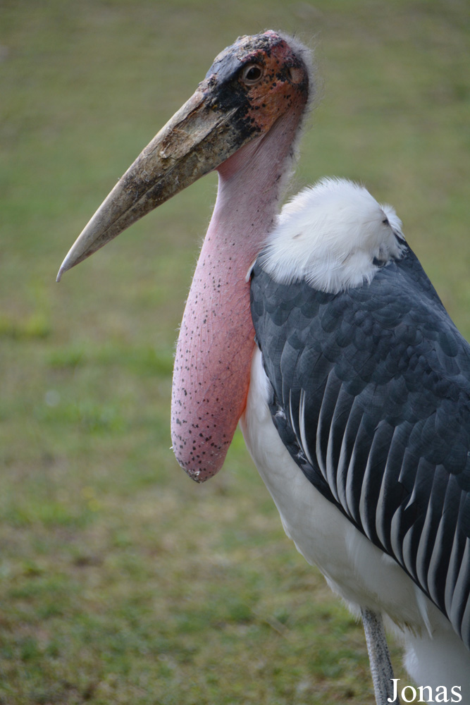 Zoologischer Garten Magdeburg
