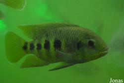 Pelmatolapia mariae
